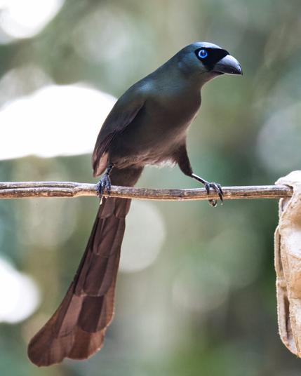 Dark grey medium sized bird with a round spread tail, "robber mask", and blue eyes — a racket tailed treepie sitting on a branch