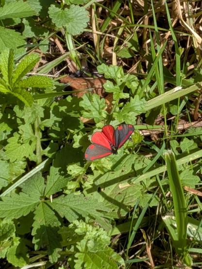 Ein leuchtend roter und schwarzer Schmetterling sitzt zwischen grünen Blättern.