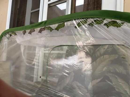 Color photo of a mesh and vinyl zippered cage with ten Pipevine Swallowtail chrysalises hanging from the top of the vinyl side of the cage.