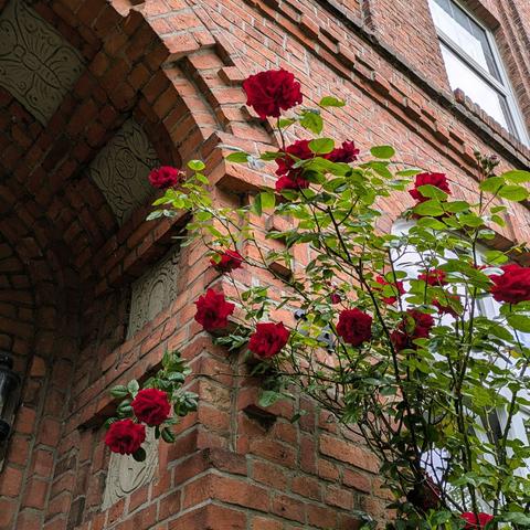 Ein Rosenstrauch mit dunkelroten Blüten vor dem Hauseingang eines Backsteinhauses. Der Bogen des Hauseingangs ist mit Tierdarstellungen geschmückt.