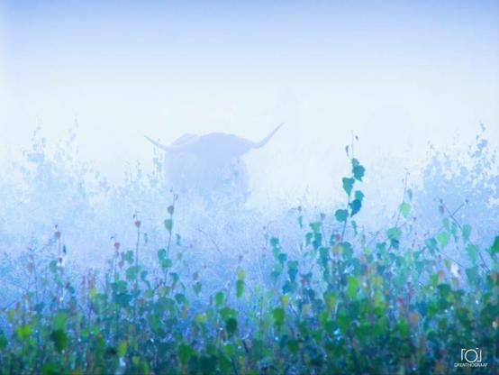 A Highland cow with long horns emerging through dense fog and green foliage in a misty natural setting.