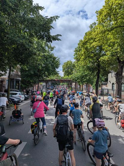 more bicycles on the street, trees left and right