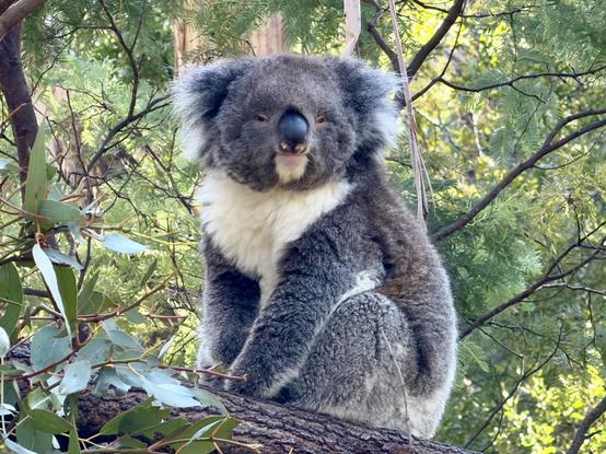 A koala