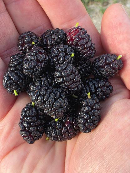A handful of mulberries, dark purple berries that look kind of like misshapen blackberries.