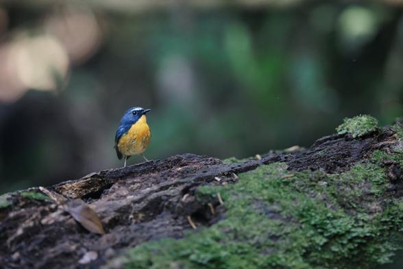 A small blue backed bird with yellow front and white "eyebrows", a snowy browed flycatcher sitting font and facing sideways on a slanted moss covered tree against a forest backdrop