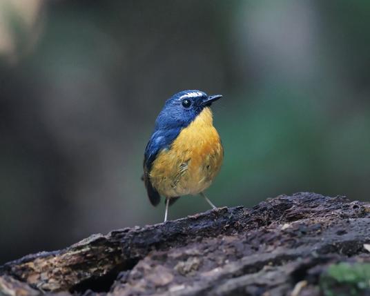 Close up of the flycatcher