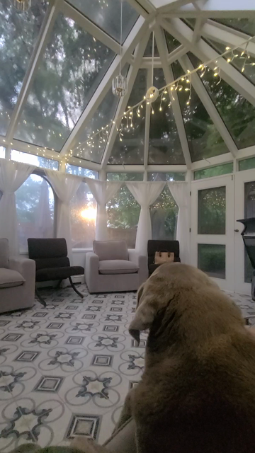 Video of 2 dogs in a glass room during a storm. One is a large Labrador and the other is a beagle basset mix.