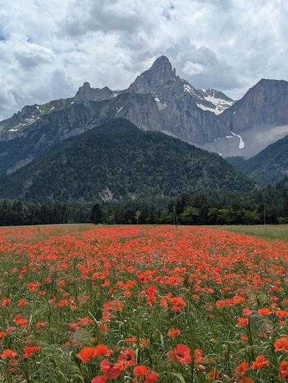 Un champ de coquelicots en premier plan. Et en arrière plan des montagnes : d'abord une coline verdoyante, puis un pic rocheux bardé de falaises avec gros névés tardifs.