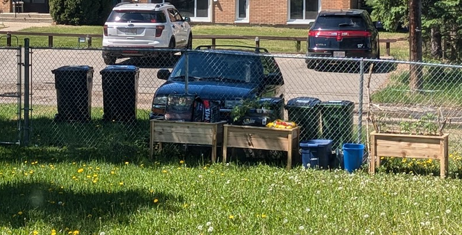The three rectangular wooden raised garden beds sit alongside a chainlink fence, afternoon sun shading the southern two alongside a derelict SUV perpetually parked on the other side of the fence. The scorching pavement and relentlessly mowed lawn of the apartment building yard in the background contrasts with the wilderness of dandelions in my own yard in the foreground.