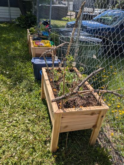 A hodgepodge of garden fencing and sticks hopes to keep cats out of the tomatoes, while wire circles hope to help them vine upwards. Behind, the shaded beds yet to be used, as well as some plastic containers used in an impromptu effort to save some rainwater during our recent storms. Orange peels