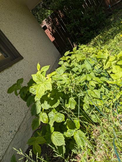 Bushy and low, the riot of low raspberry leaves sits as far out from the garage overhang as I could place them, and seems to be doing fine so far; this photo gives no broader context of the planting area or the gaps where some hopefuls didn't survive but rather just an impression of the liveliness of the transplants that have stuck.