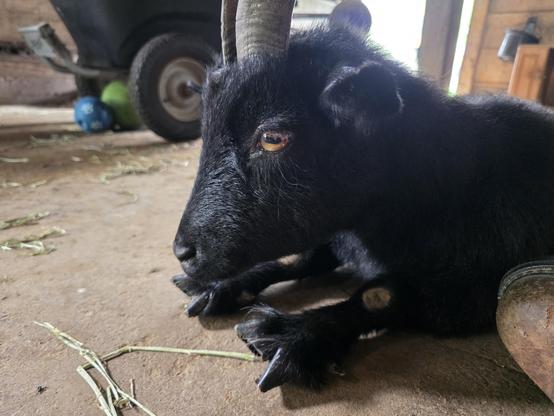 A pygmy goat laying on the ground.