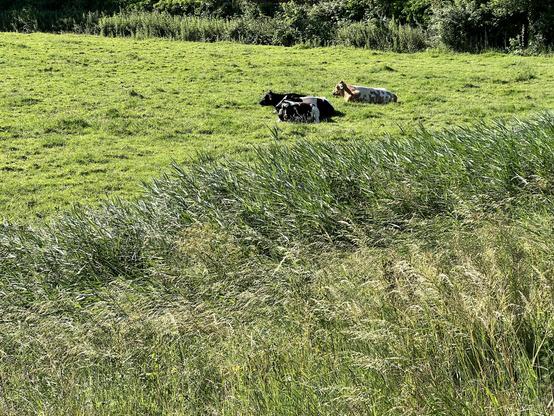 3 cows laying in lush grass, facing into low morning sun