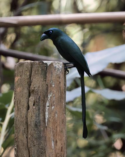 Dark grey bird with blue eyes perching on the side of a cut tree top