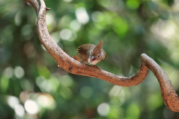 A medium sized brown bird, Ochraceous Bulbul, screaming in the direction of the camera while perching on a wavy tree branch