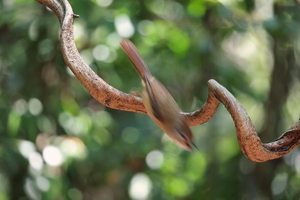 The Ochraceous Bulbul dive bombing from the branch