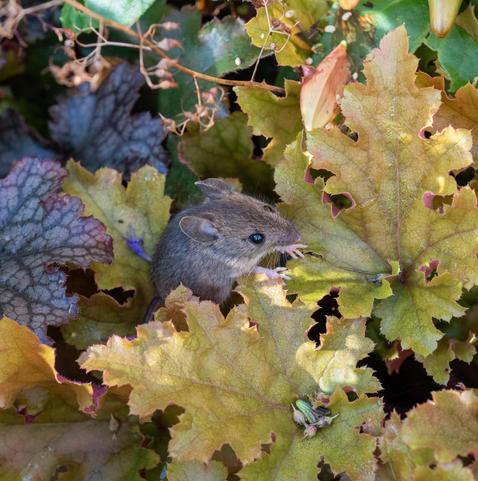 Alert wood mouse in a flower bed, front paws resting on a crinkly bronze leaf.
