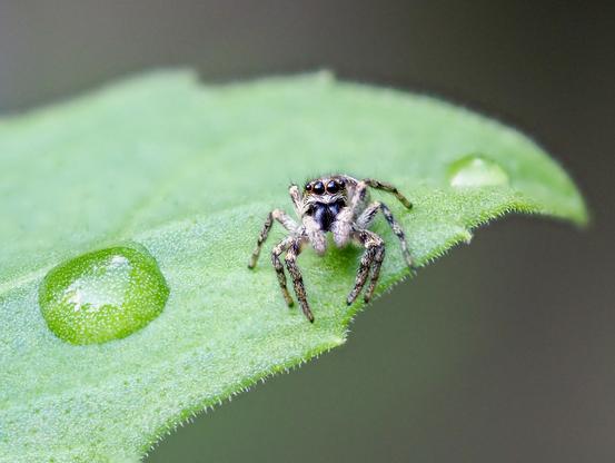 Tiny jumping spider sat on a leaf, looking directly at the camera with it's two central large eyes.