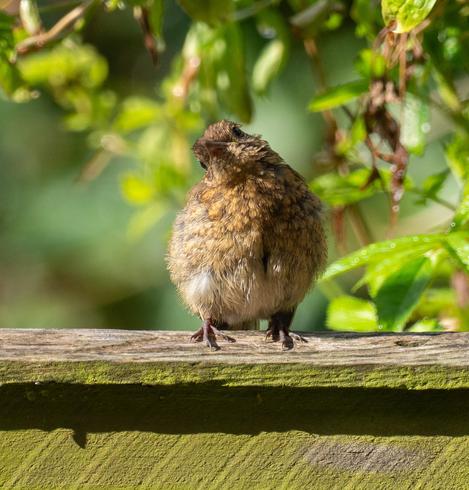 Young robin, sat on a wooden fence, head tilted to one side.