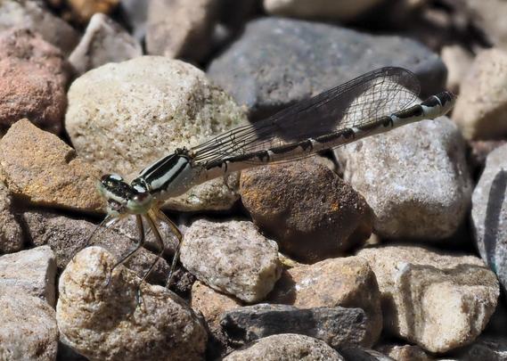 Damselfly, strongly patterned in black and very pale green, perched on a gravel path.