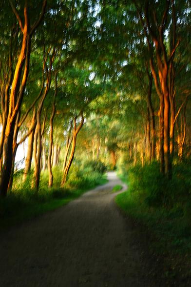 Ein Pfad zwischen Bäumen rechts und links schön grün, von der rechten Seite scheint die Sonne golden in den Wald hinein. Das ganze wirkt entrückt da durch Bewegung bei der Aufnahme das ganze sehr unscharf ist.