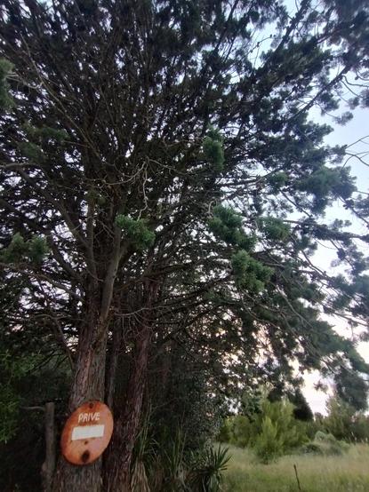 A single tree against the sky with a no entry sign at the bottom. On the sign is "PRIVE".