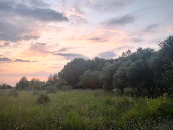 Grass, trees, and a colourful sky.