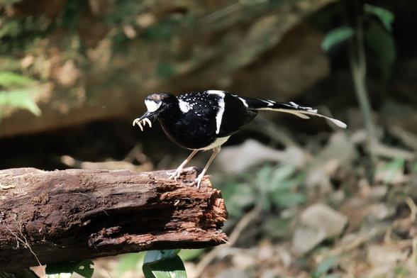 Medium sized black and white bird — a spotted forktail — sitting on the edge of a broken tree trunk, with worms filled in it's mouth looking determined.