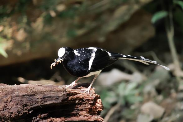 Forktail now bit relaxed, with somehow even more worms in it's mouth!