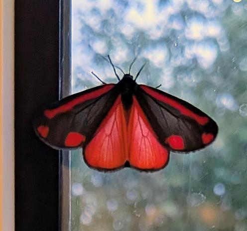 A red and black moth with its wings spread. Photo taken without flash.