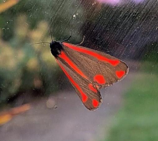 A red and black moth with its wings closed. Photo taken with flash.