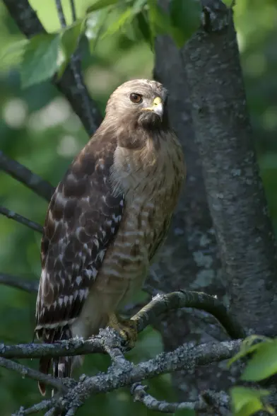 A red-shouldered hawk perched on a tree branch among the leaves, eyeing the camera in a mildly threatening way.