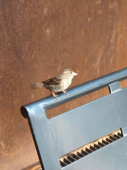 A small bird sitting on the top edge of a bench. The bird is in profile