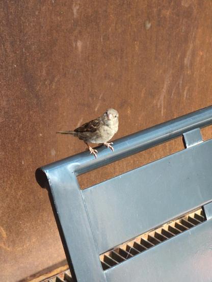 A small bird sitting on the top edge of a bench. The bird is looking at the camera
