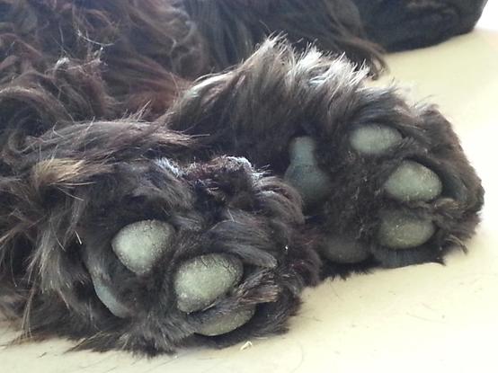 photo des pattes et coussinets d'un chien noir.