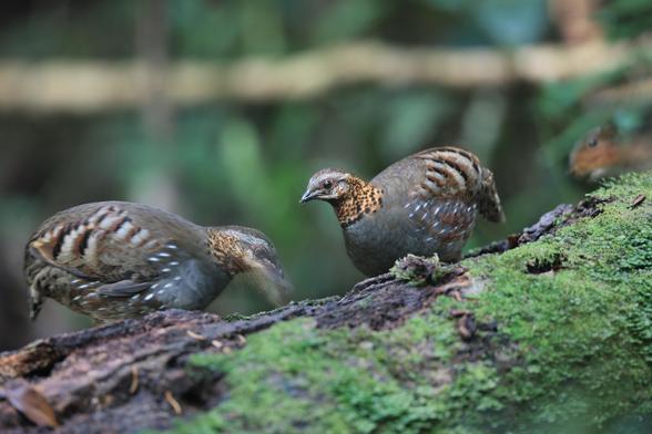 Two round medium sized "plumb" birds munching on worms on an inclined mossy tree brach, while a squirrel enters the picture from the right side.