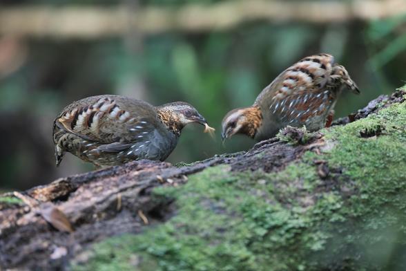 Worm jiggles as one partridge carries it in it's mouth, while the other digs in for another