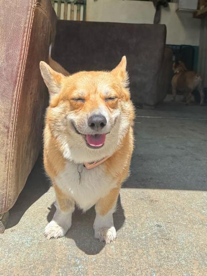 Canis lupus pembrokensis, doing a happy Snoop Dogg face against the glare of the sun on her face.