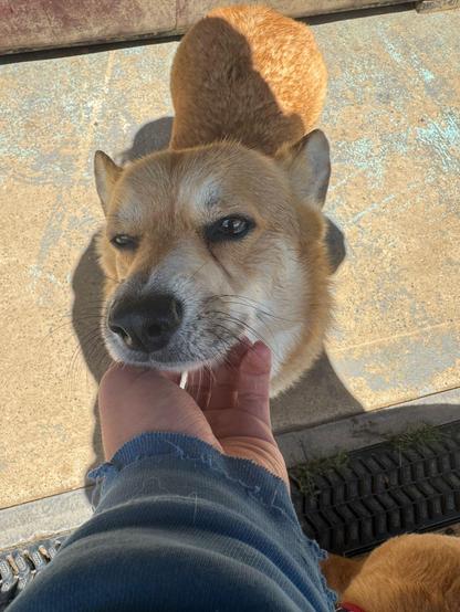 Canis lupus pembrokensis, getting chin scritches from a human arm.