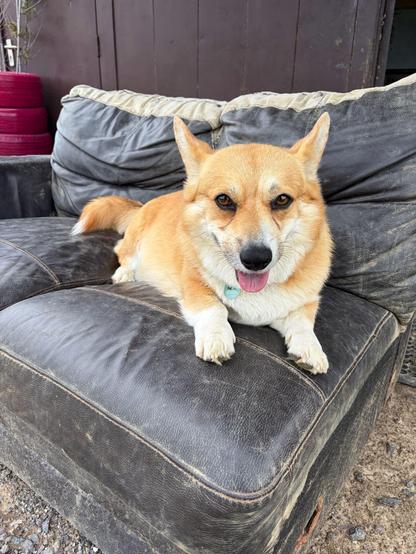 Canis lupus pembrokensis, perched on an old and worn but clearly very comfy couch.