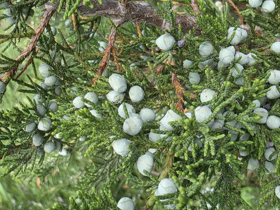 Height: to 20m

Inflorescences: Dioecious; male cones solitary, yellowish-brown, ovoid to ellipsoid (2.5-4 mm long, 1-2 mm in diameter), terminal, sessile; female cones solitary, berrylike, terminal.

Flowers: Small.

Fruits: Female cones blueish-purple, globe-shaped to ovate (2-7 mm in diameter), covered with a whitish wax; seeds 1-3, usually 2.

Seeds: Ovate (3-3.5 mm long, 2-3 mm thick), light brown, darker at the small end, pitted, ridged.

Leaves: Opposite, paired, evergreen; leaves on mature twigs closely appressed, overlapping, broadly triangular (about 2-6 mm long), tips sharply pointed, thick resinous, without hair, sessile; leaves on immature twigs nearly awl-shaped (6-12 mm long), sharply pointed, spreading.

Twigs: Flexible, glabrous, green when young, brown the second year.