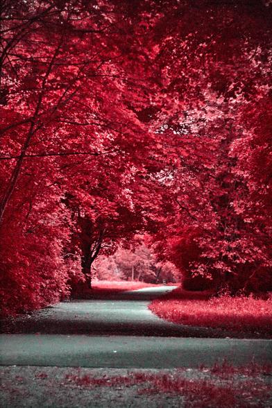 Inrared photograph of a path in a park under some trees. The path is grey, the foliage and grass are vividly red.