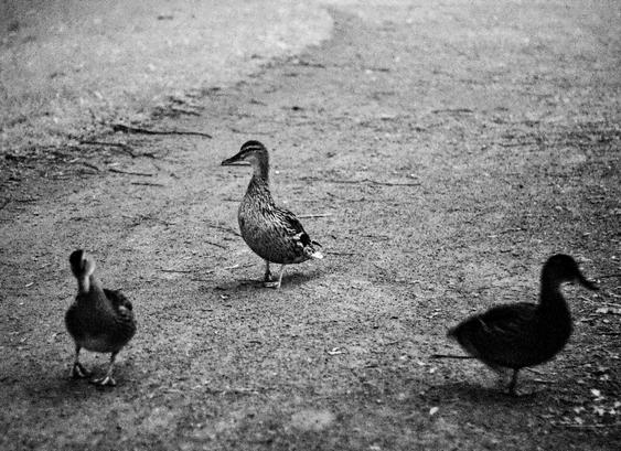Black and white infrared photograph of three ducks on a path. Two of them are running towards the camera, while one is standing still and looking to the left.
