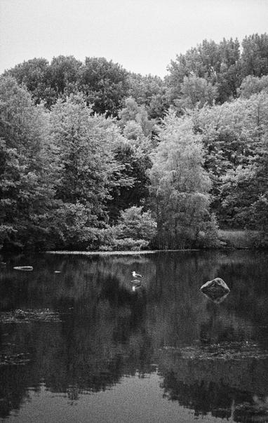 Black and white infrared photograph of a pond in a park. The Trees in the background are bright. A gull is sitting on a stone within the pond.