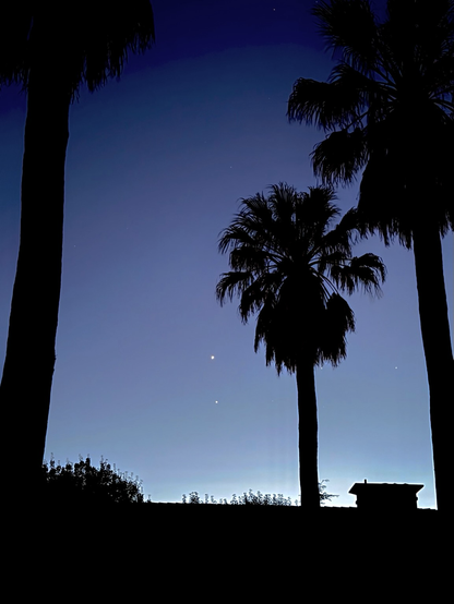 Jupiter and Venus in the night sky. Silhouette of palm trees.