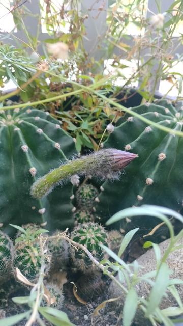 Bouton floral sur un cactus vert, prêt à éclore