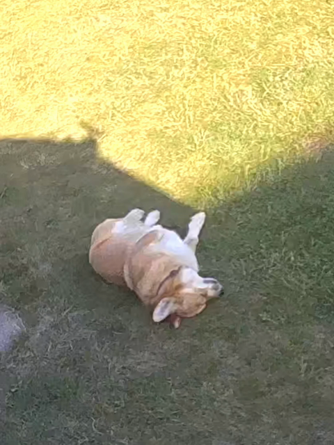 Canis lupus pembrokensis, rolling around on her back in celebration on a shaded patch of grass on her otherwise sunlit lawn.