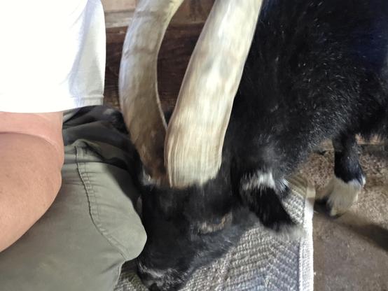 A man sitting on a rug in the barn, with a billy goat trying to sneak in to steal a treat from his pocket.