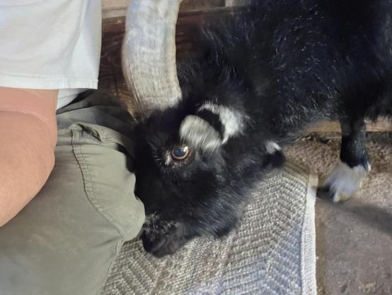 A man sitting on a rug in the barn, with a billy goat getting ready to try to steal a treat from his pocket.