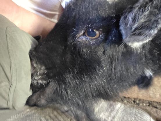 A man sitting on a rug in the barn, with a billy goat trying to bite a peppermint treat through his pocket.